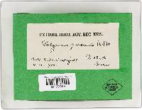 Coltricia perennis image