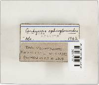 Elaphocordyceps ophioglossoides image