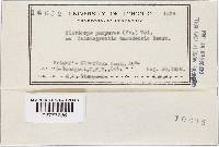 Claviceps purpurea image