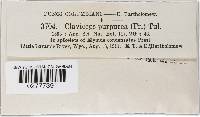Claviceps purpurea image