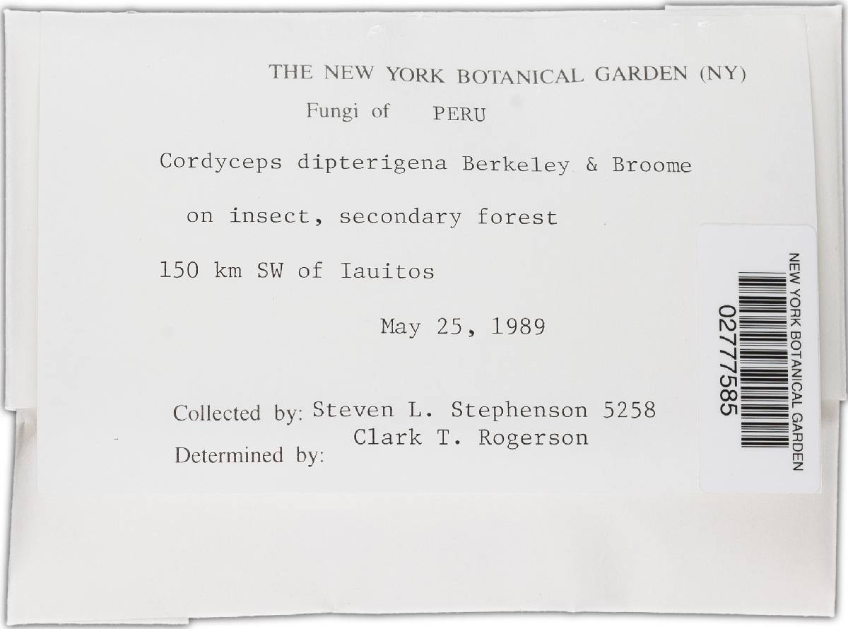 Cordyceps dipterigena image