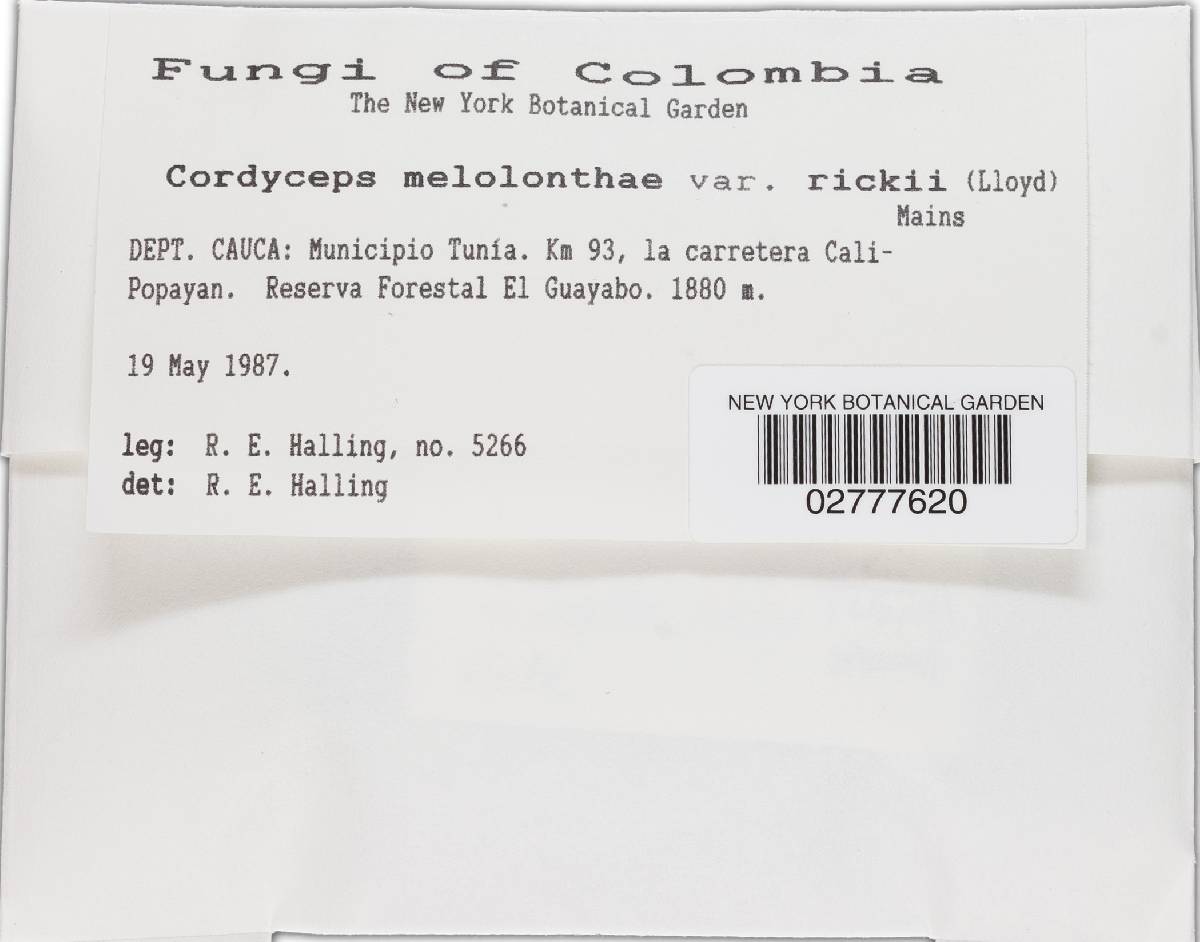 Cordyceps melolonthae var. rickii image