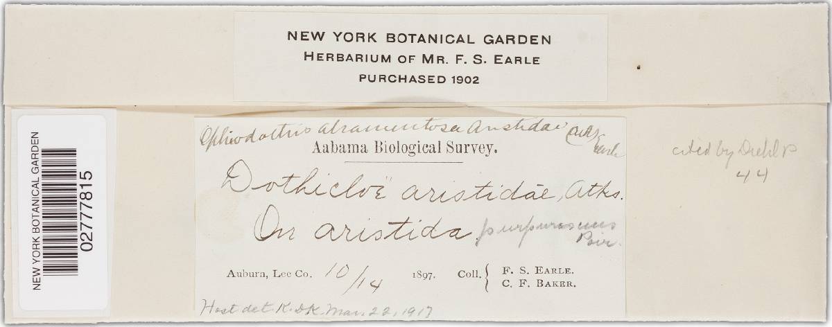 Balansia aristidae image