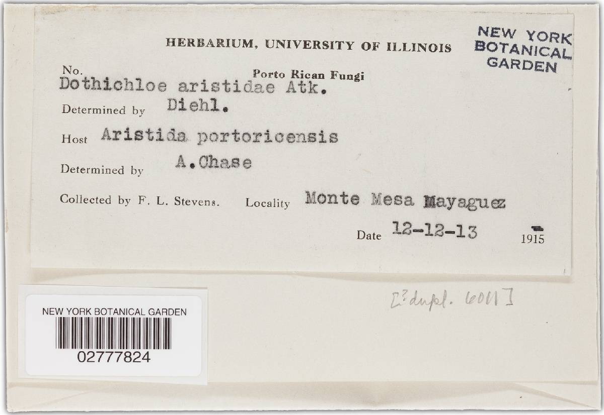 Balansia aristidae image