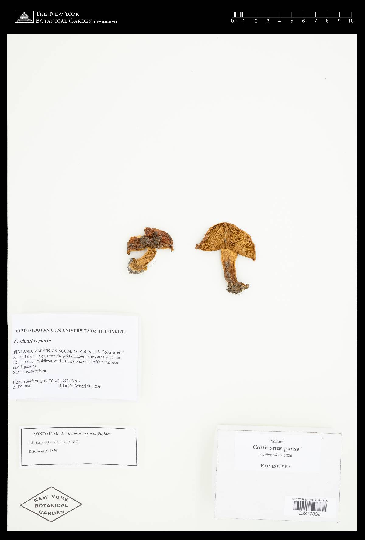 Cortinarius arquatus image