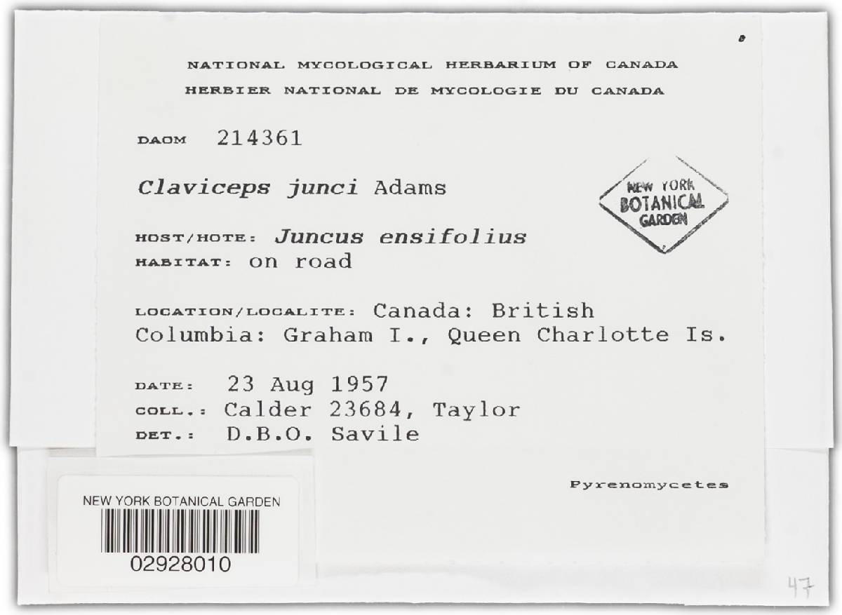 Claviceps junci image
