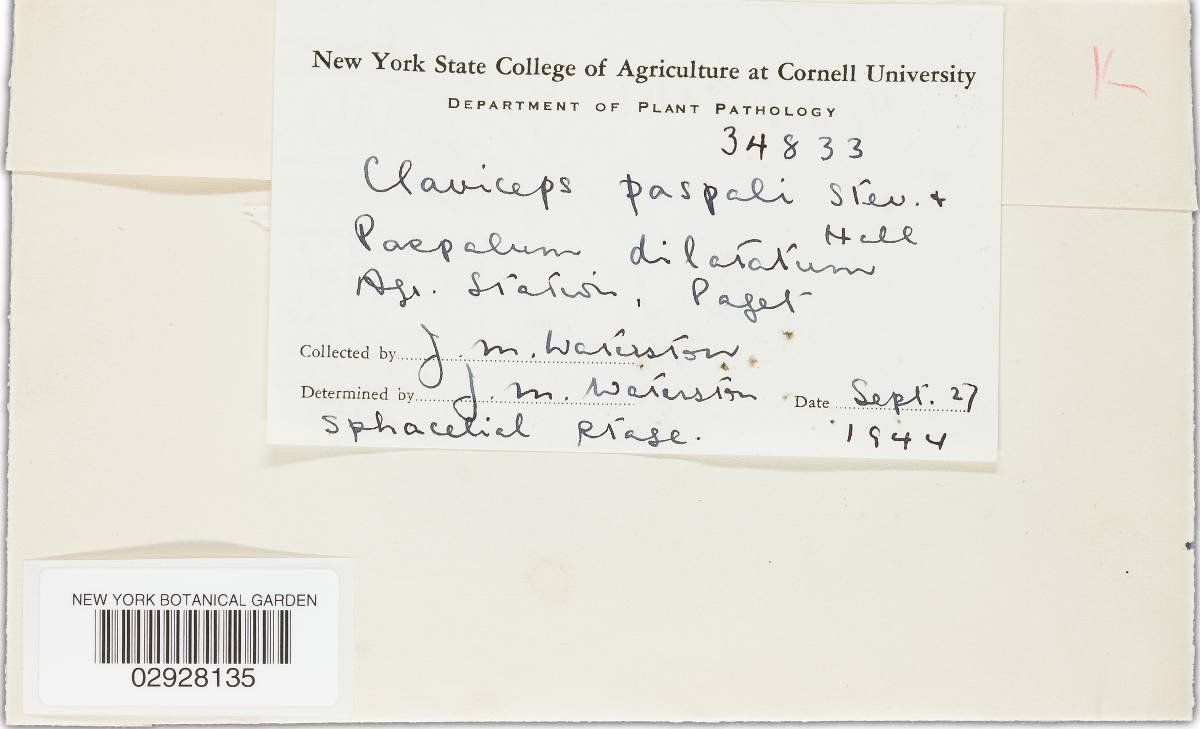 Claviceps paspali image