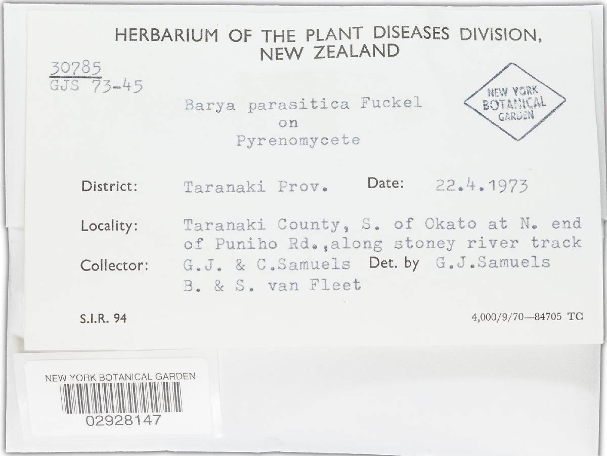 Neobarya parasitica image