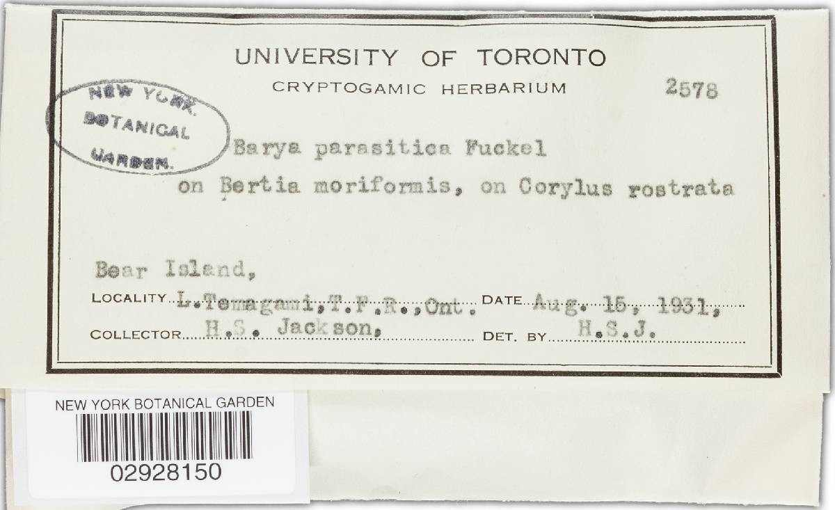 Neobarya parasitica image