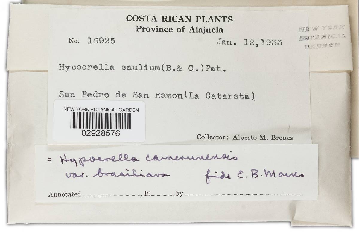Hypocrella camerunensis image