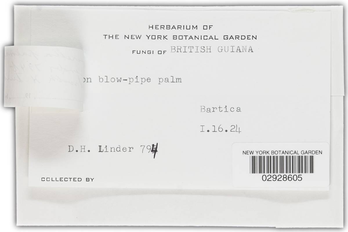 Hypocrella palmae image