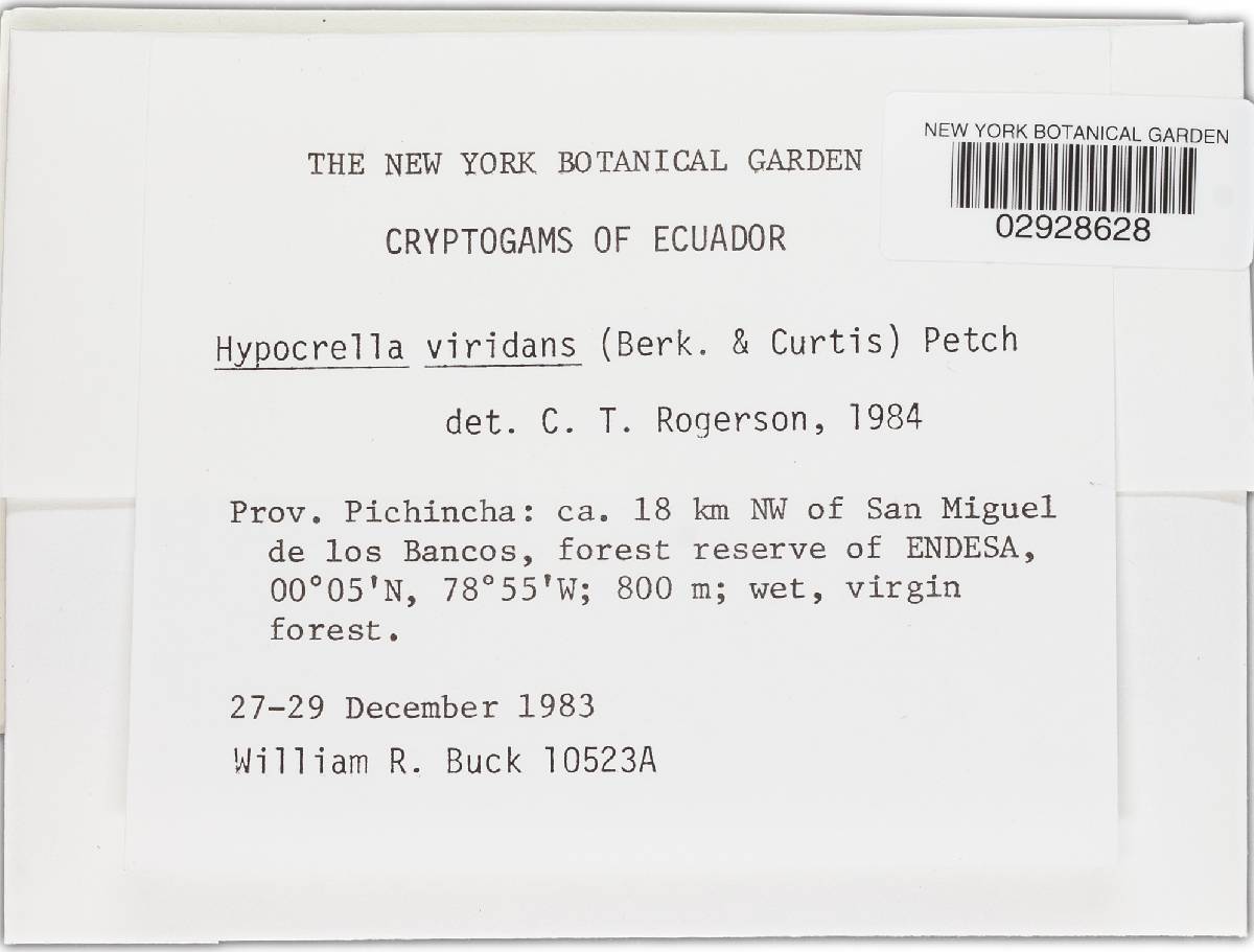 Hypocrella viridans image