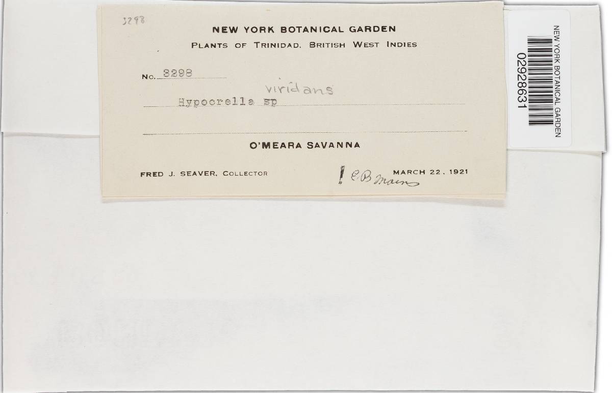 Hypocrella viridans image