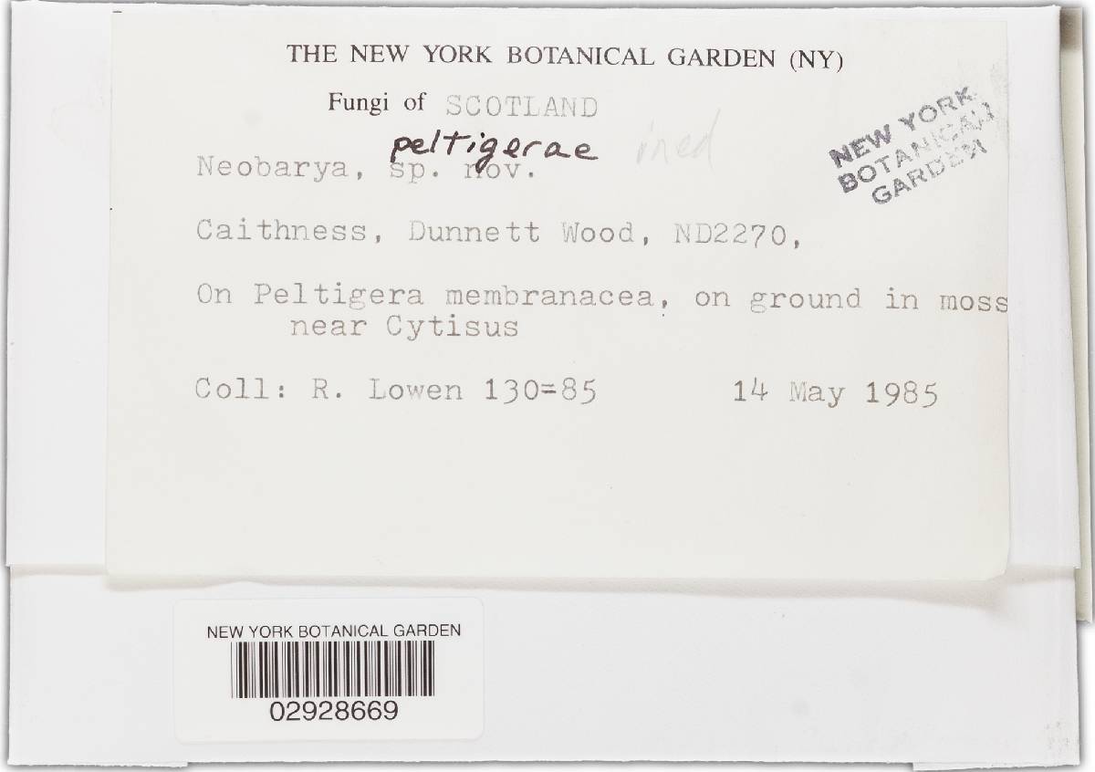 Neobarya peltigerae image