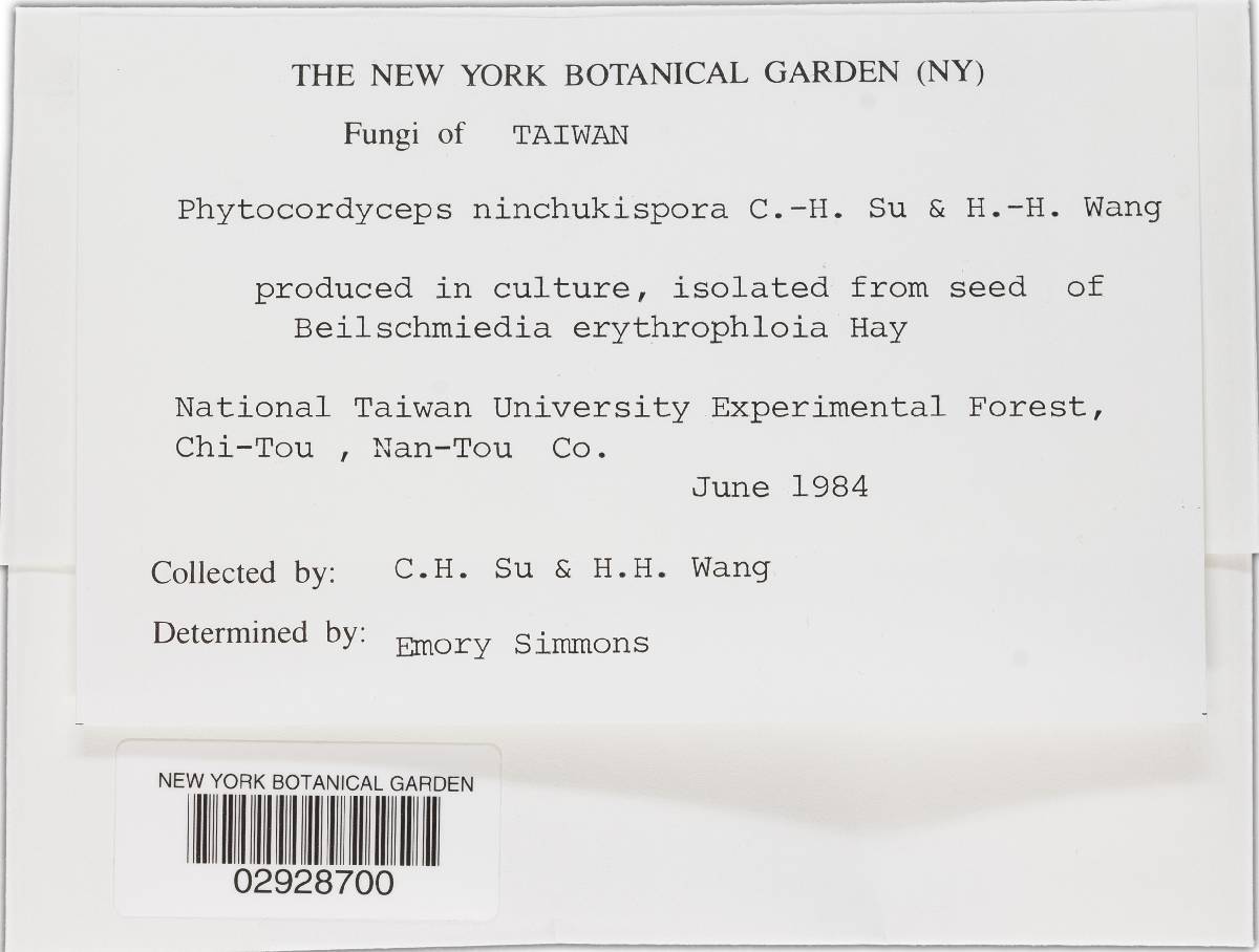 Phytocordyceps ninchukispora image