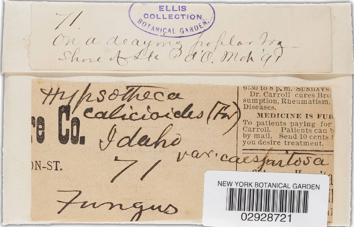 Caliciopsis calicioides image