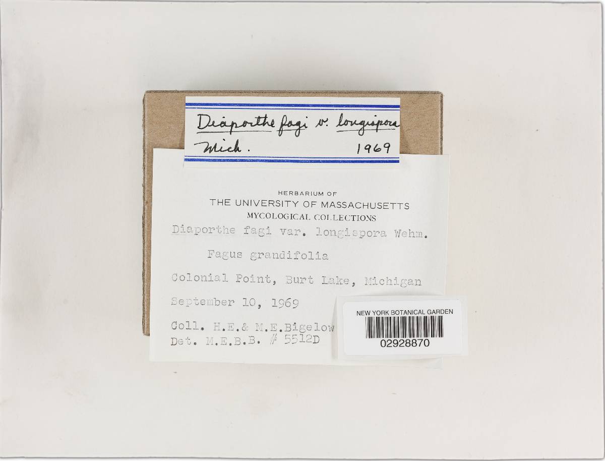 Diaporthe fagi var. longispora image