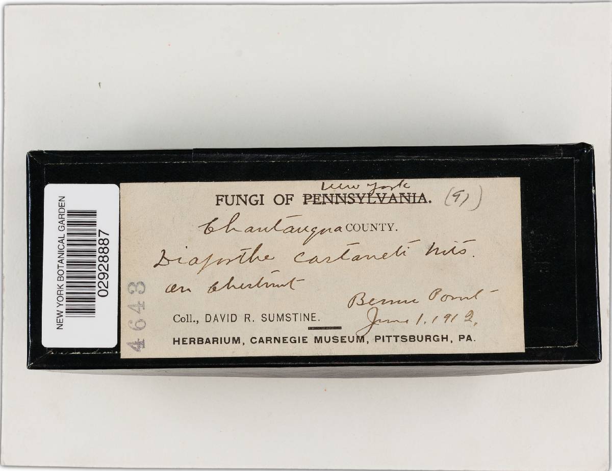 Diaporthe castaneti image