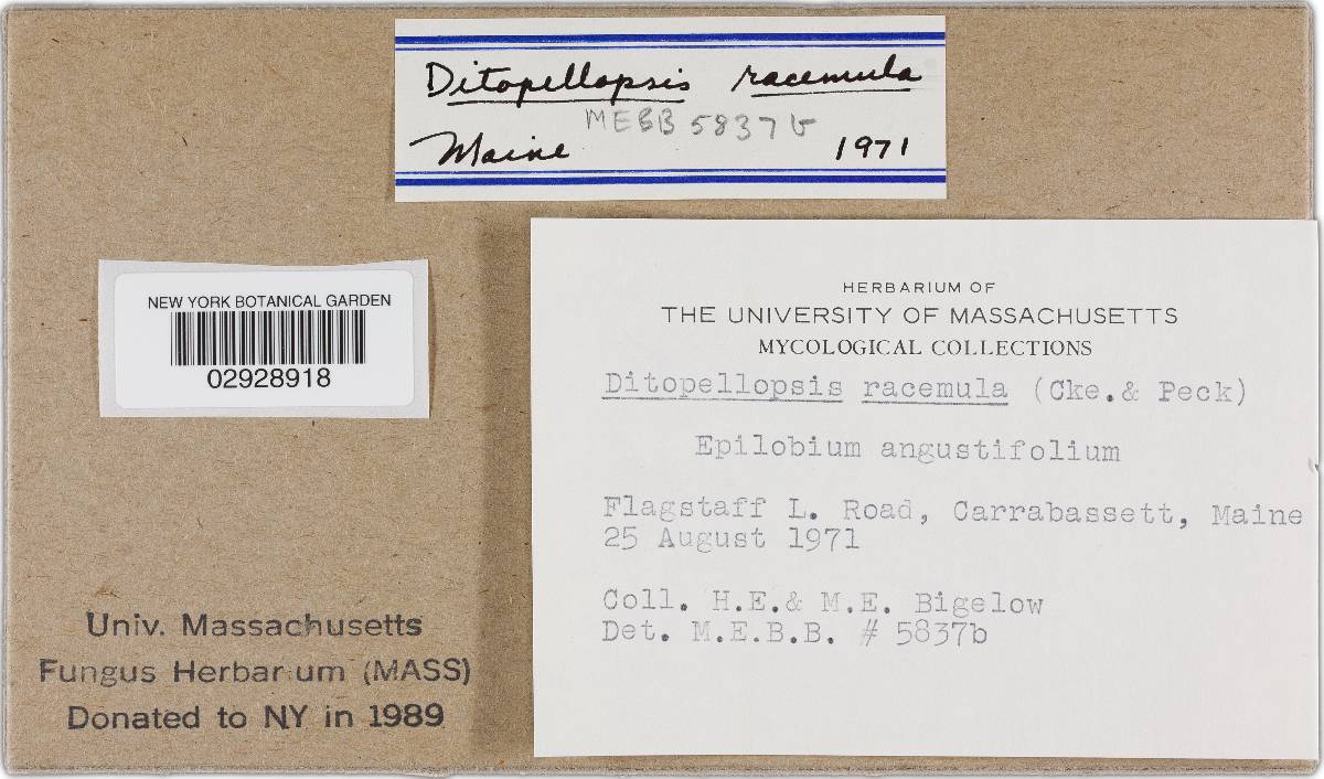 Ditopellopsis image