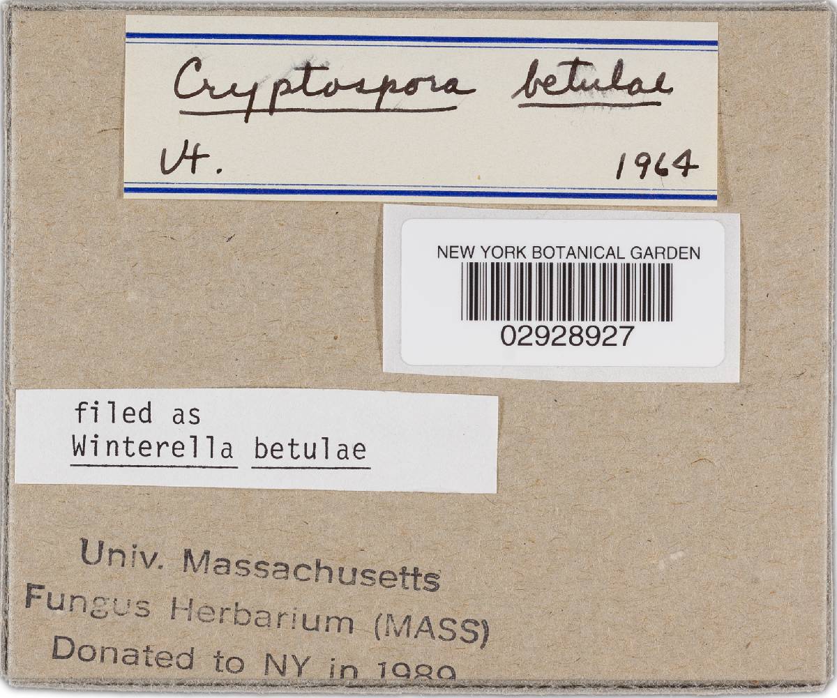 Cryptosporella betulae image