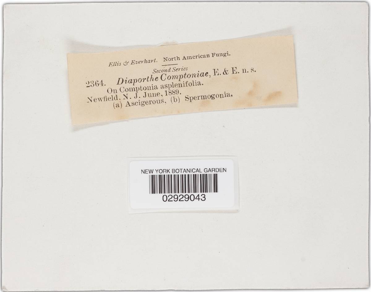 Cryptodiaporthe aubertii image