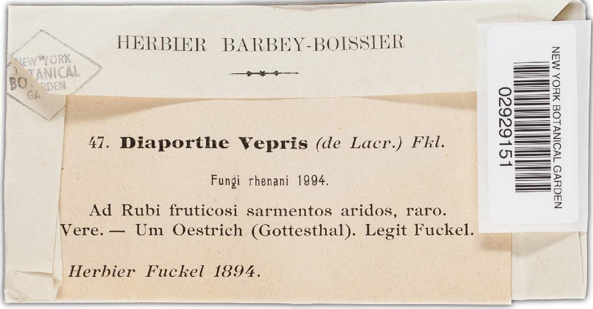 Apioporthe vepris image