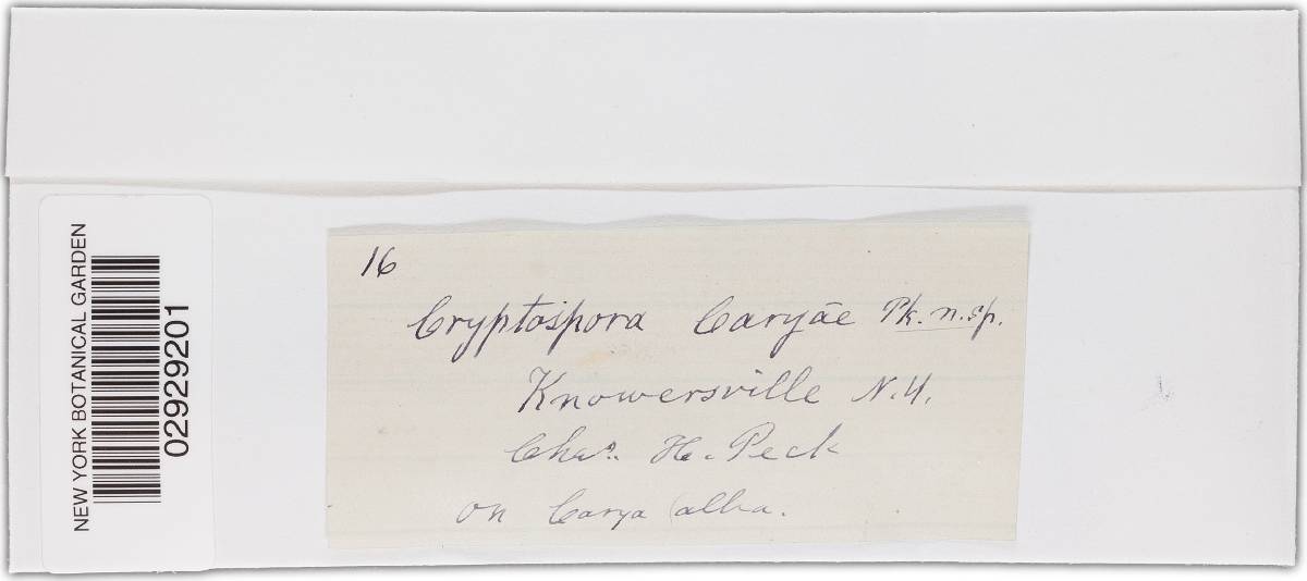 Phragmodiaporthe caryae image