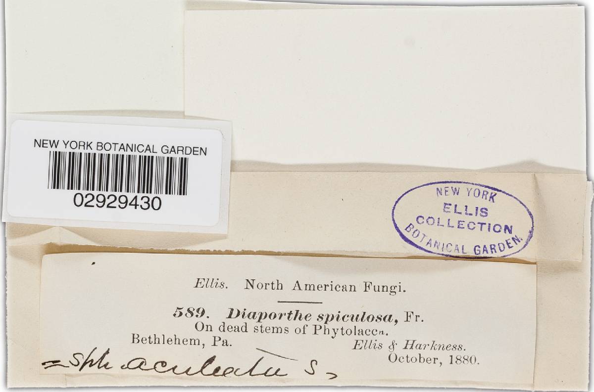 Diaporthe aculeata image