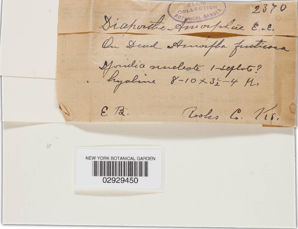 Diaporthe amorphae image