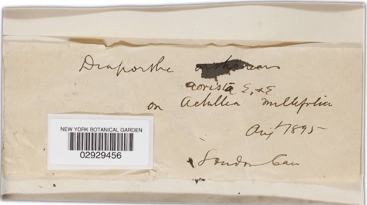 Diaporthe aorista image