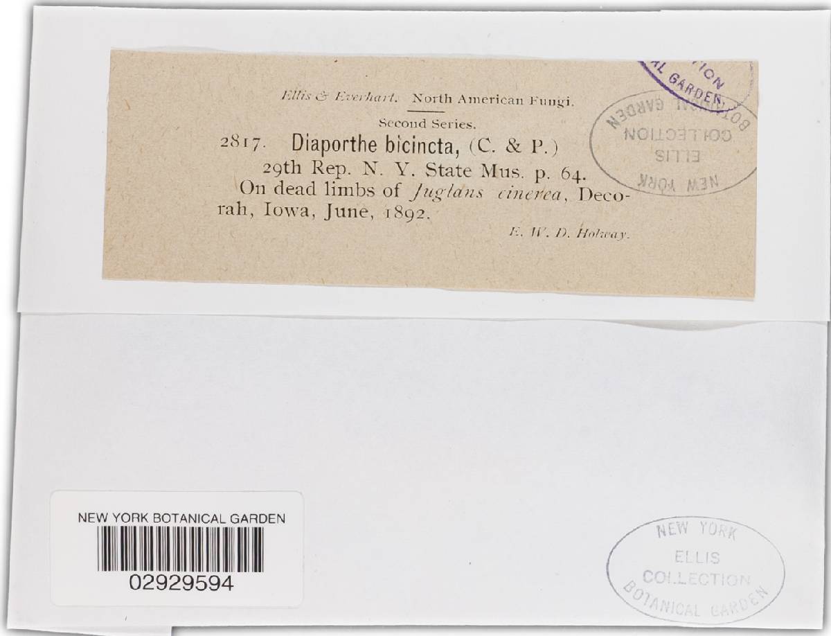 Diaporthe bicincta image