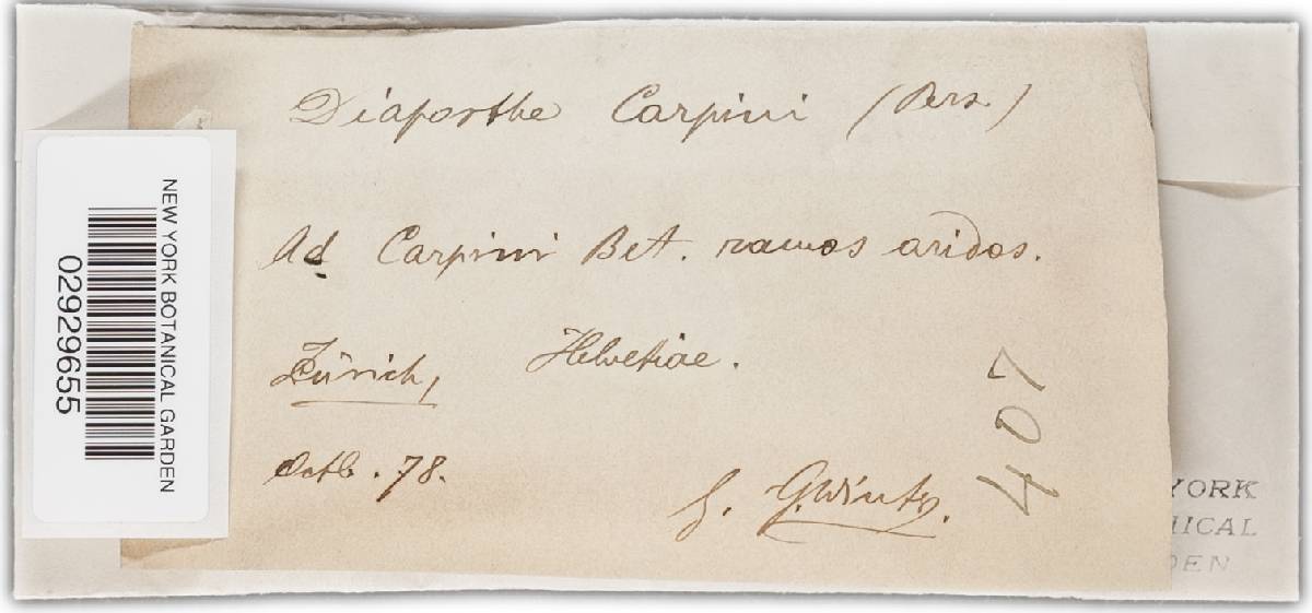 Diaporthe carpini image