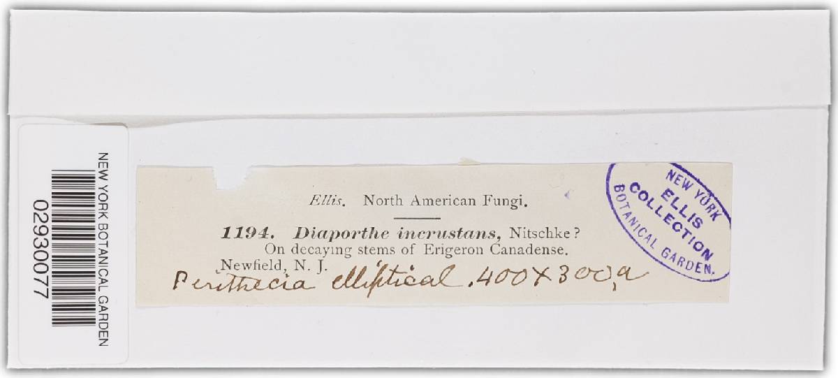 Diaporthe incrustans image