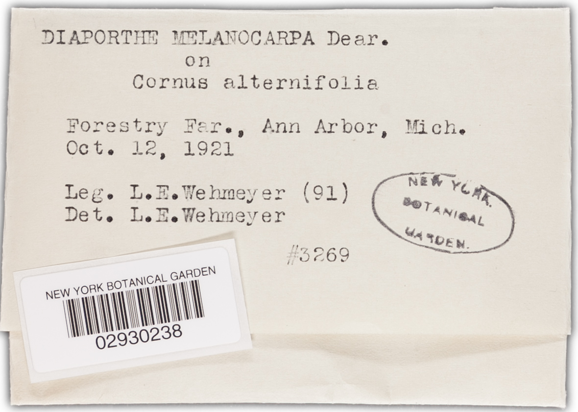 Diaporthe melanocarpa image