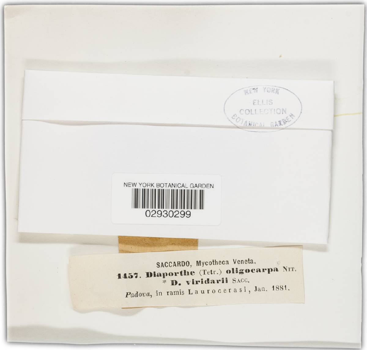Diaporthe oligocarpa image