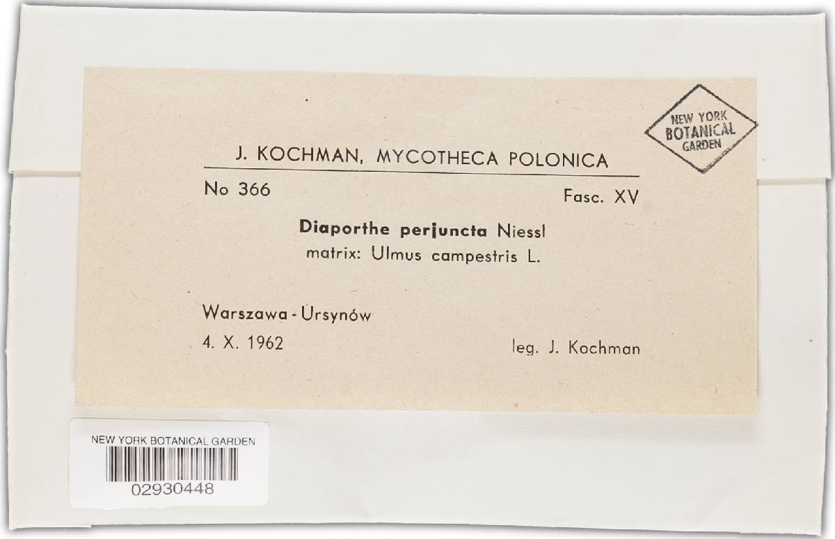 Diaporthe perjuncta image