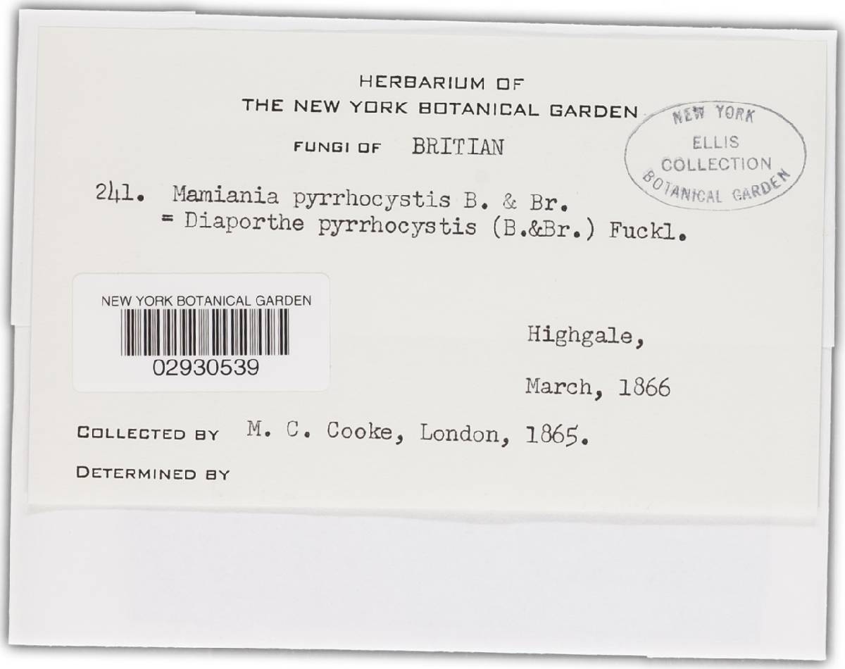 Cryptodiaporthe pyrrhocystis image