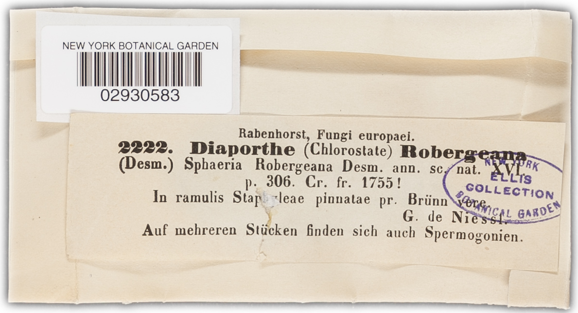 Cryptodiaporthe robergeana image