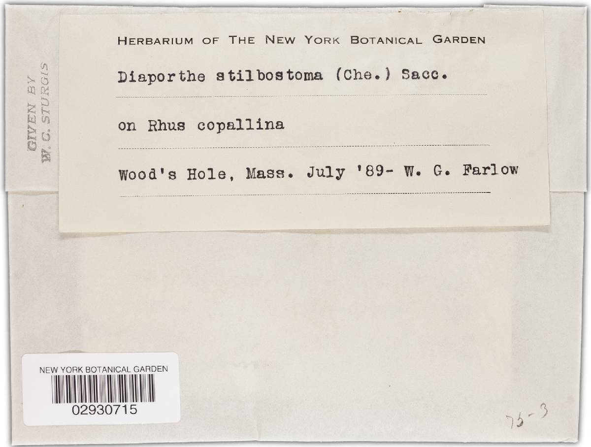 Diaporthe stilbostoma image
