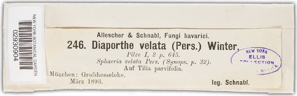 Diaporthe eres image