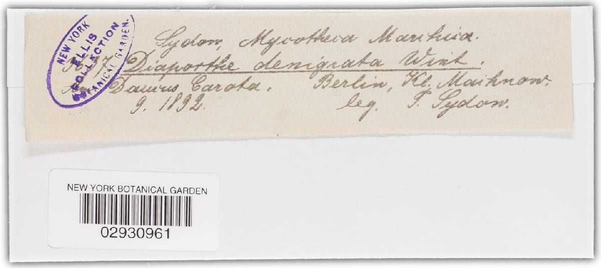 Diaporthe angelicae image
