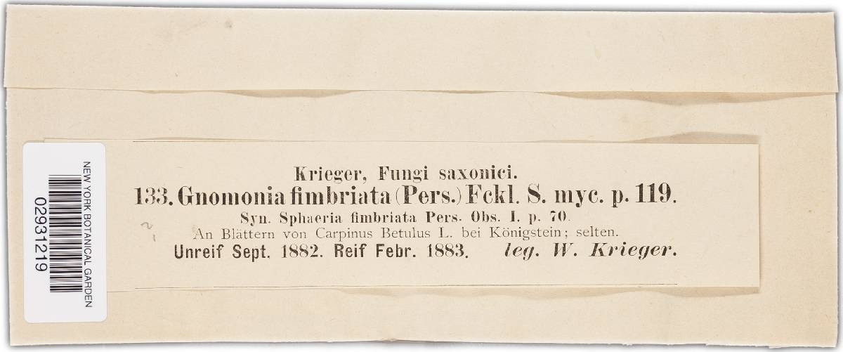 Gnomonia fimbriata image
