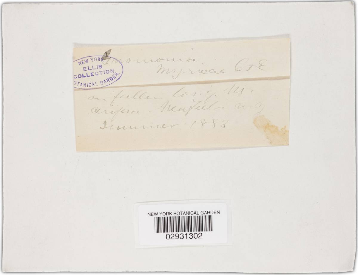 Gnomonia myricae image