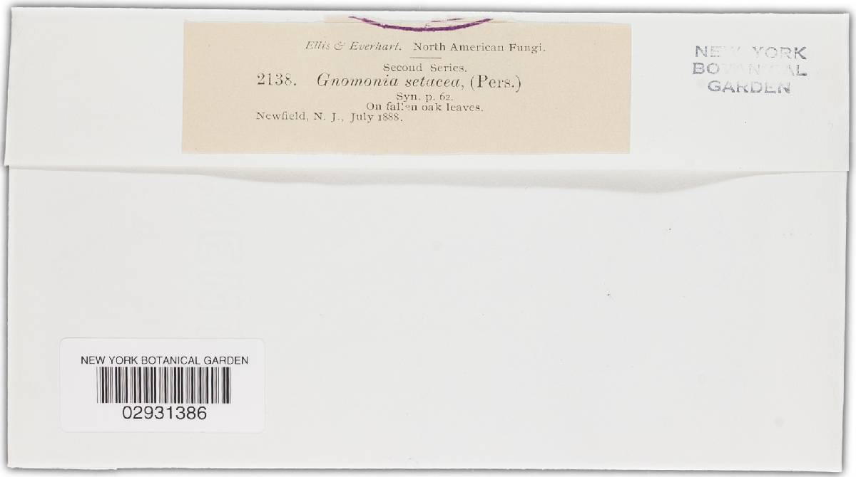 Gnomonia setacea image