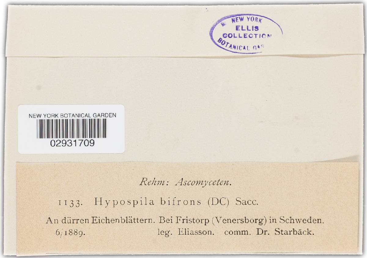 Hypospila bifrons image