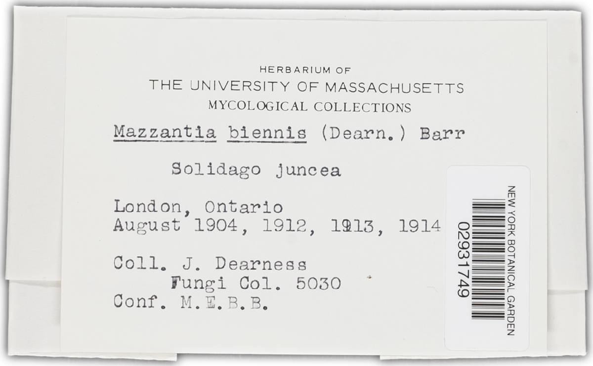 Laestadia biennis image