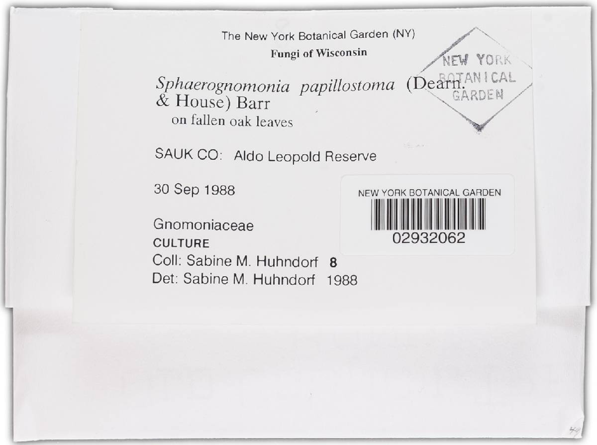 Sphaerognomonia papillostoma image