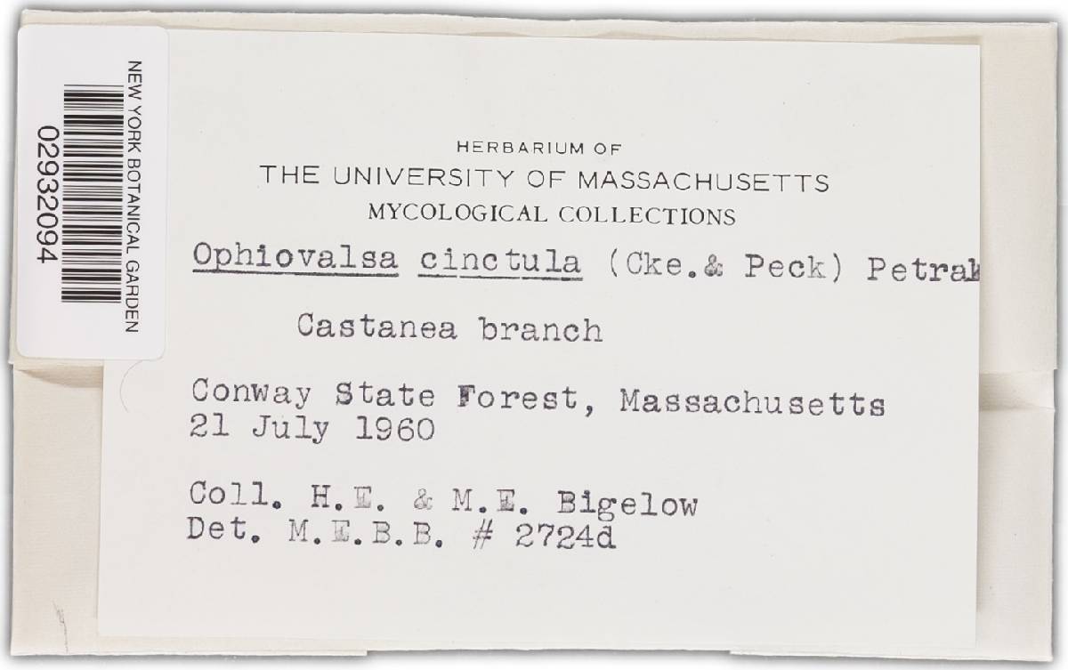 Winterella cinctula image