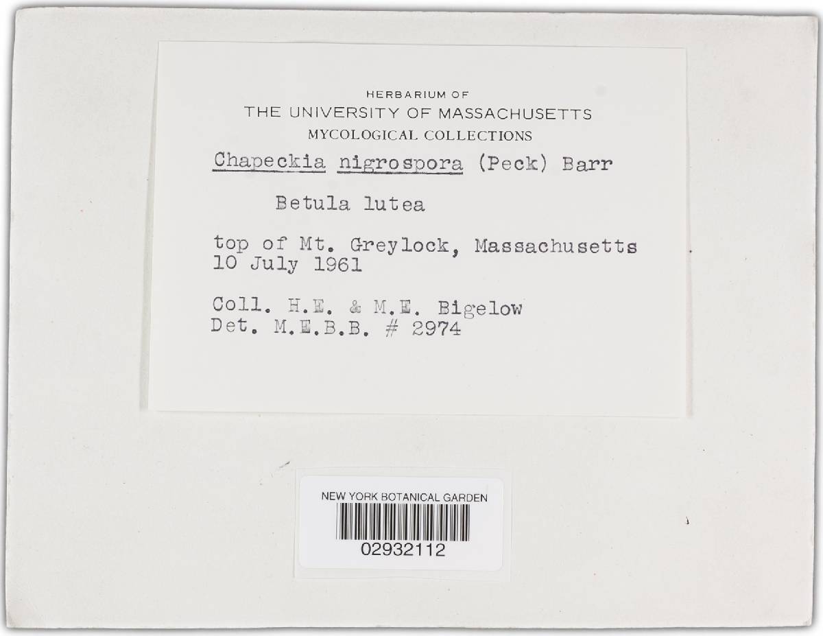 Melanconis nigrospora image