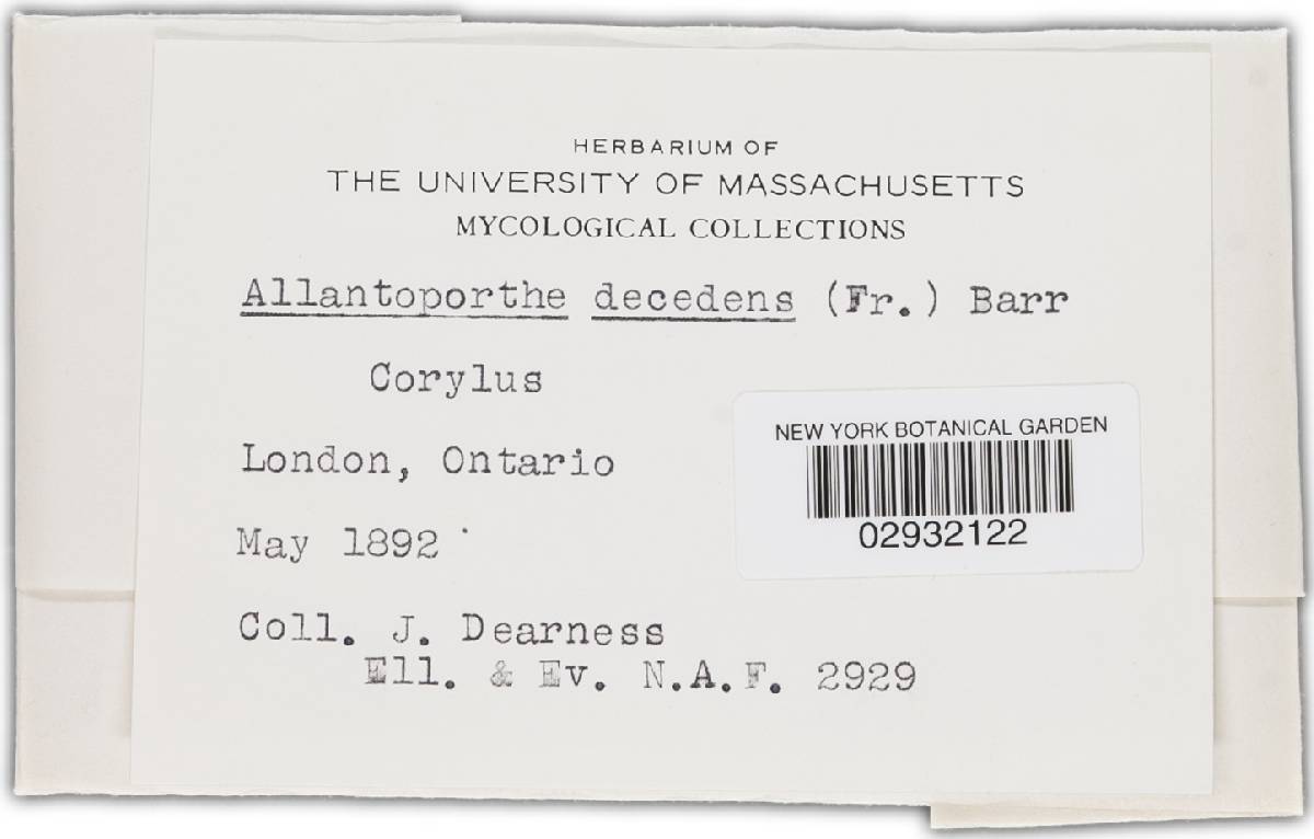 Allantoporthe decedens image
